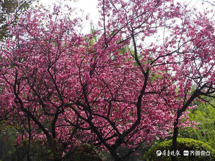 大面积美人梅开了，济南经十路粉色花廊浪漫温馨