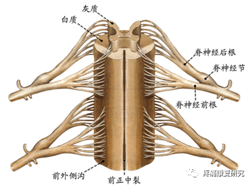 背根神经节与神经病理性疼痛_神经元_感觉_脊髓