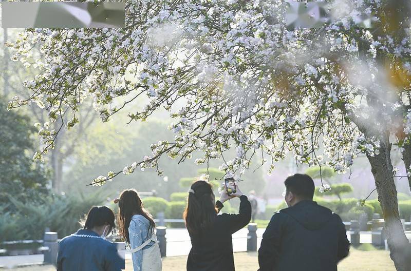 郑州：樱花怒放 海棠盛开