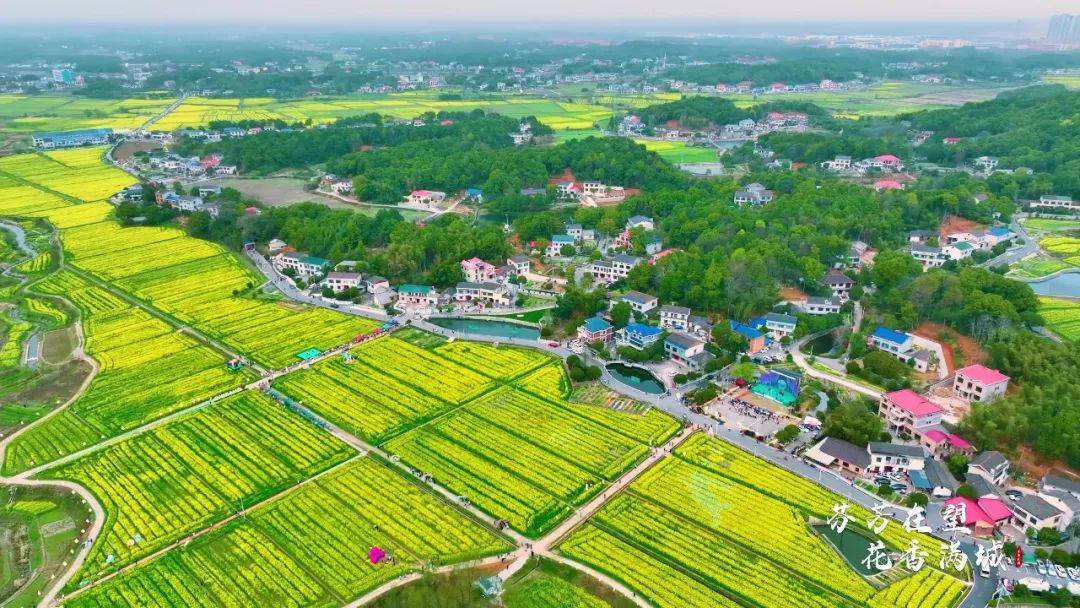 带你俯瞰万亩油菜花海3月9日至12日茶亭镇日均客流量达2万人游客徜徉