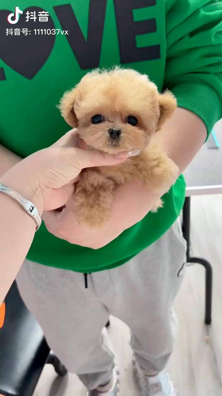 泰迪 茶杯泰迪 立耳泰迪