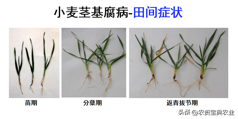 农民朋友,关于小麦茎基腐病,专家有话说→_病害_发病_防治