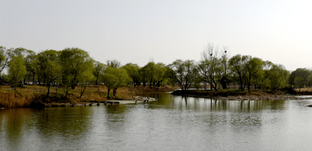 相约弥河国家湿地公园"春柳节"_假山_城市_青州