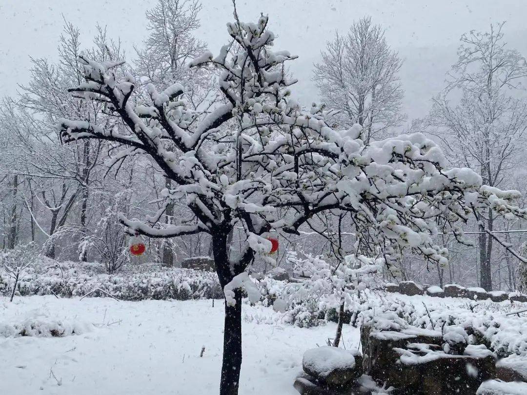 桃花雪境图片