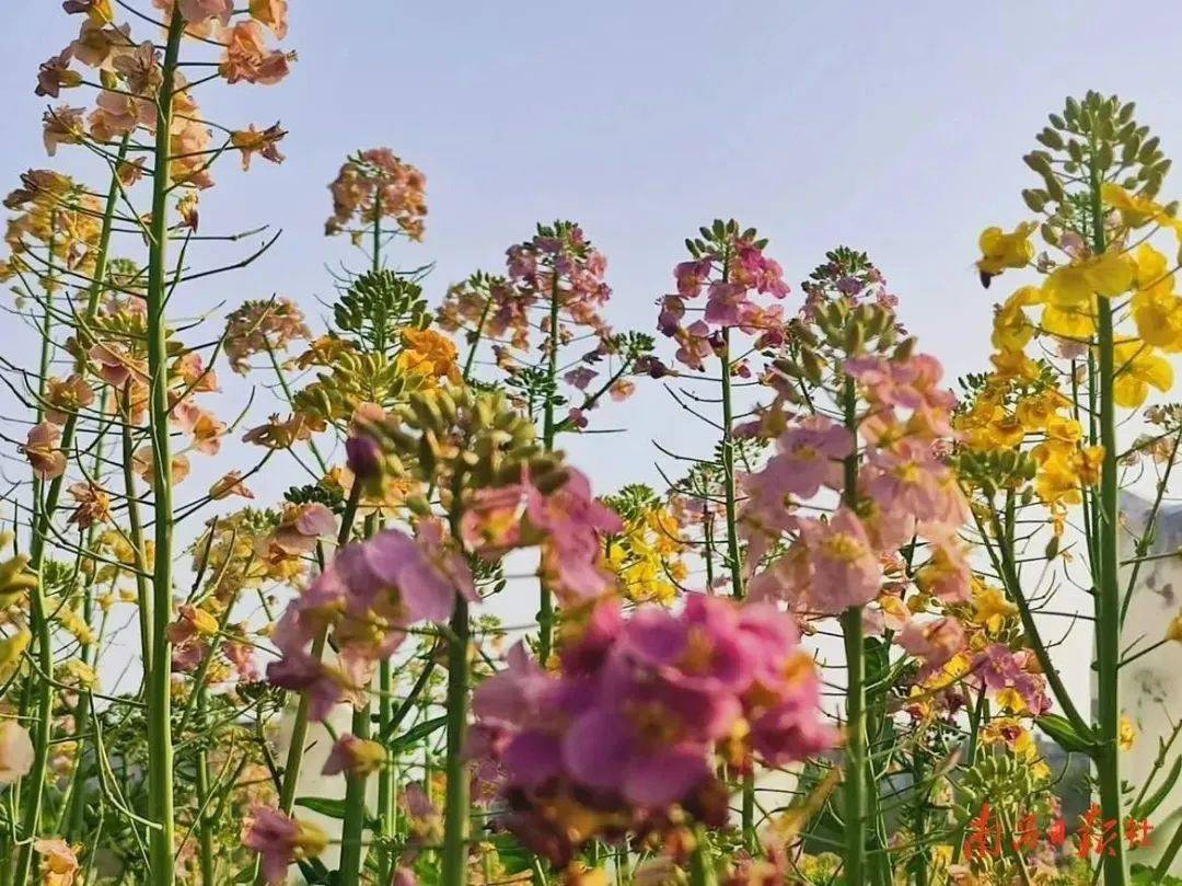 江西农业大学油菜花图片