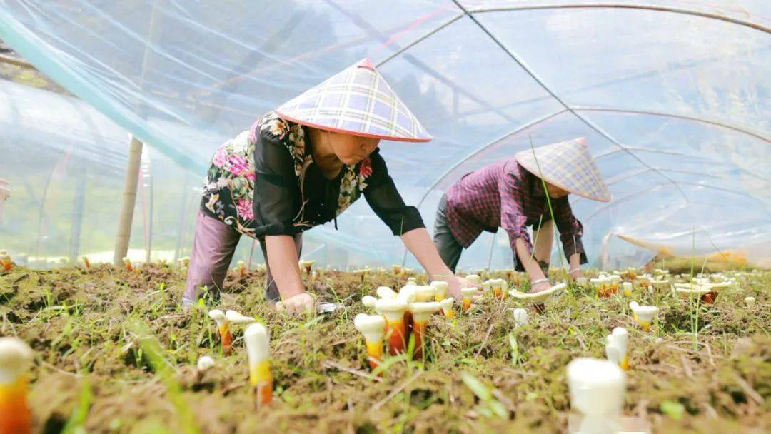 25播出《入药入食,扶正固本人长寿》_什么_于振宣_时间