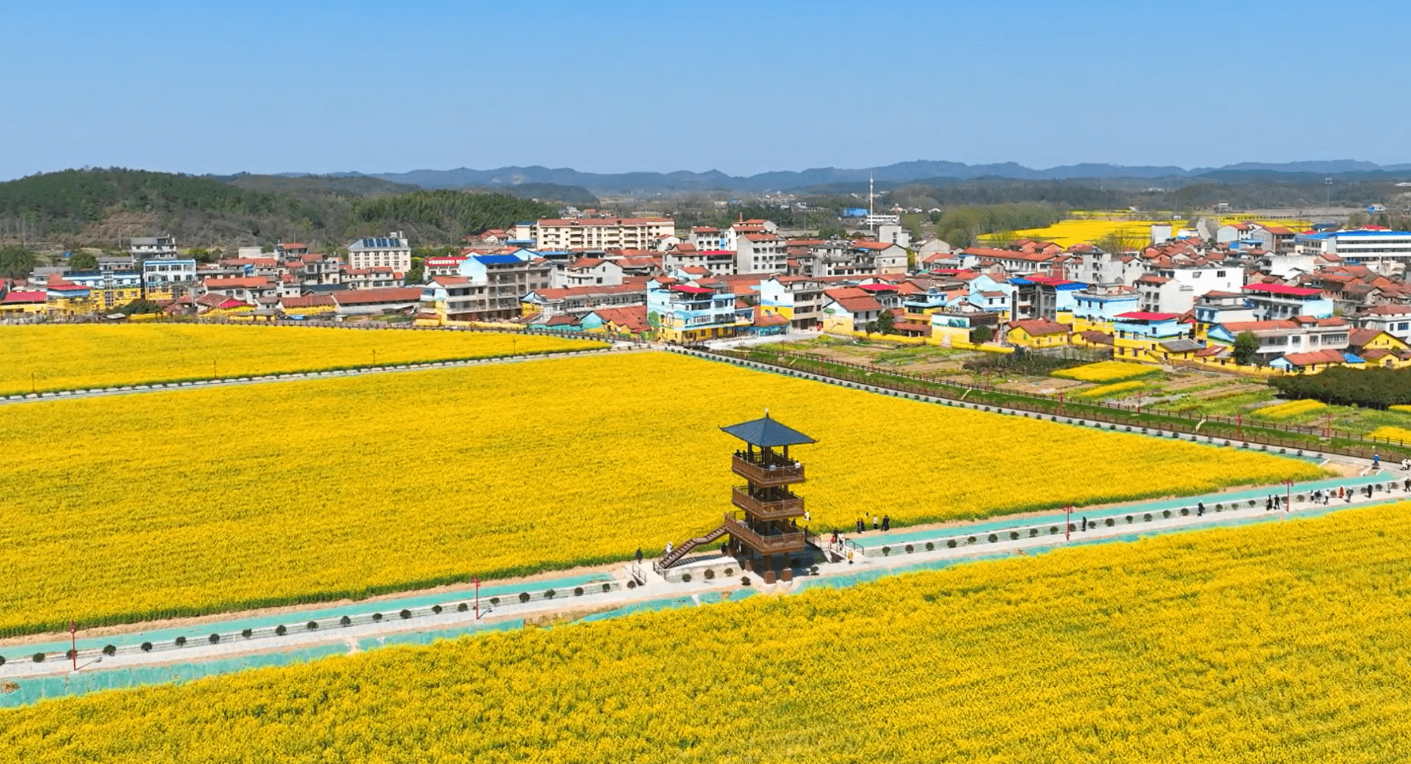 湖北咸宁:油菜花田美如画 和美乡村引客来_刘震_围村_游客