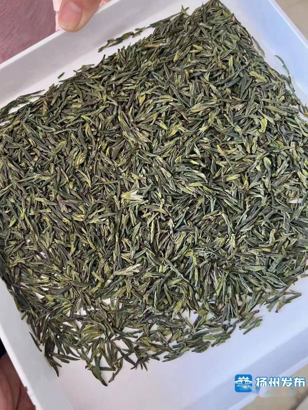 仪征绿杨春"头采茶"少量上市, 价格是为…_扬州_直播_开采