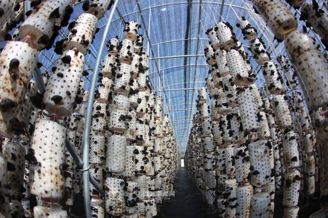 黑龙江省13个全国"一村一品"示范村镇哈尔滨市延寿县中和镇万江村(黑