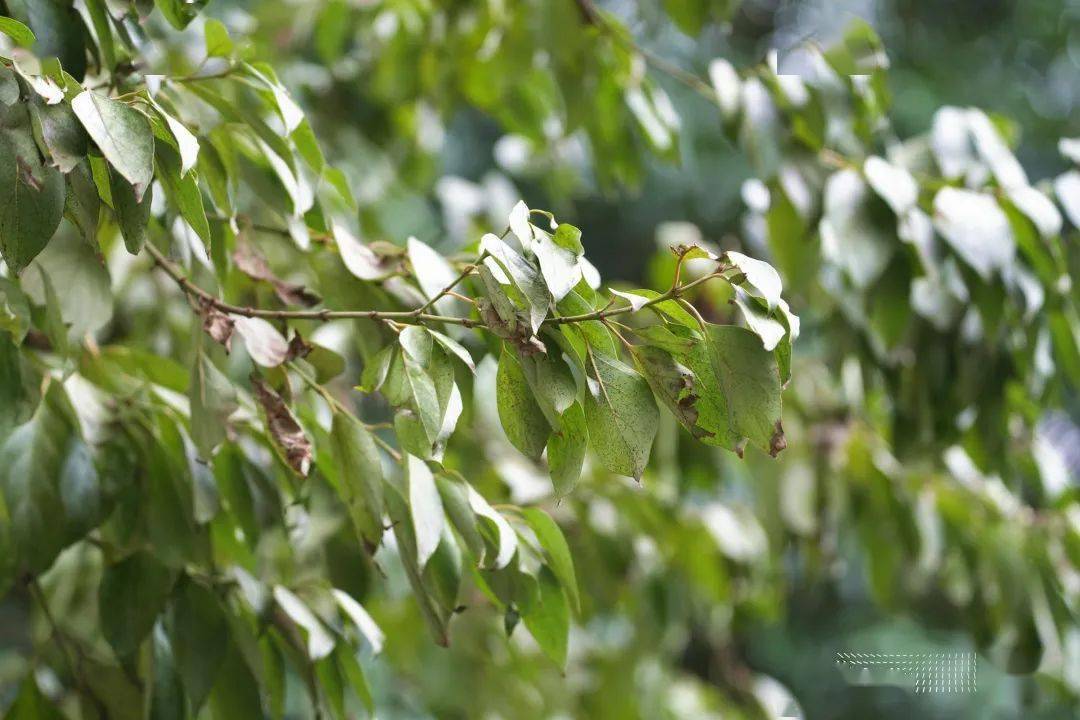 光皮梾木的树形高大通直,而且长寿,木材坚硬,纹理致密美观,是很好的用