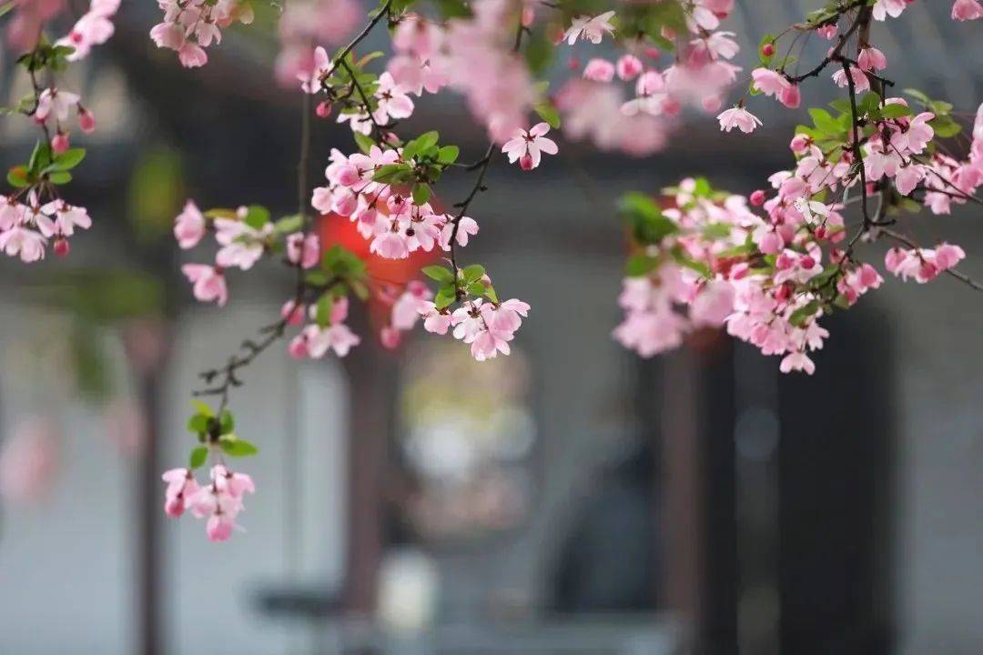 郑州多地赏花节、花展来啦！