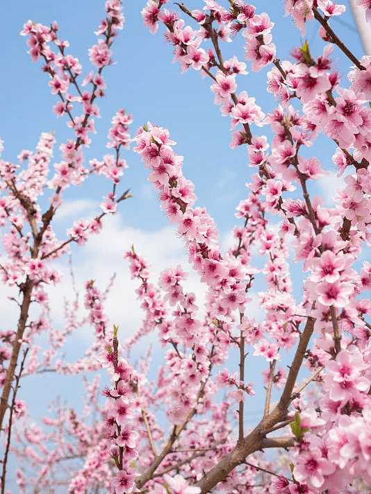 铁克其乡阿瓦提社区印象桃花风情园哈拉玉宫乡昊翔仙桃园最佳观赏点:3