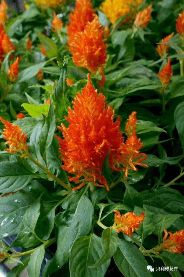 【精选耐热型品种】完整的组合穗状鸡冠花品种供应_贝利得_花卉_世纪