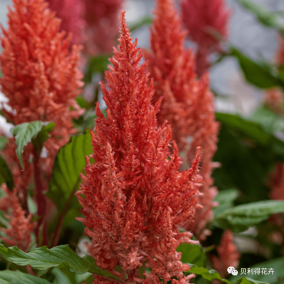 【精选耐热型品种】完整的组合穗状鸡冠花品种供应_贝利得_花卉_世纪
