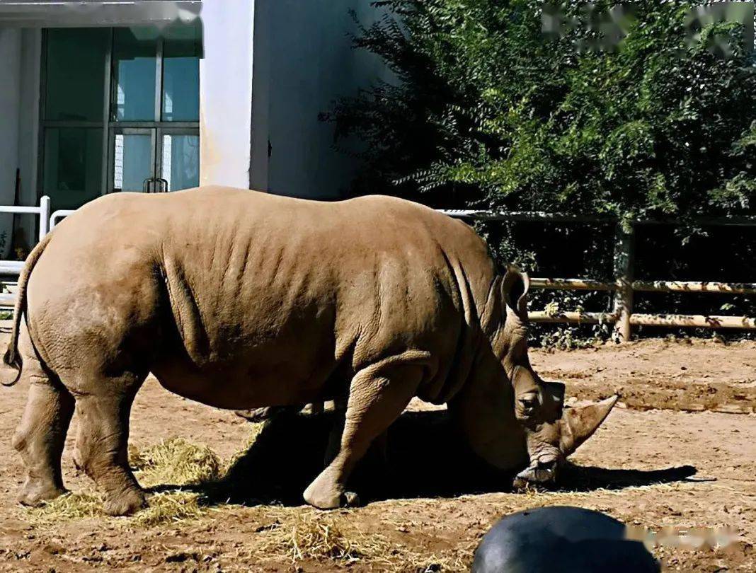 呼市动物园20日起开放观光栈道_整理_来源_玩吧
