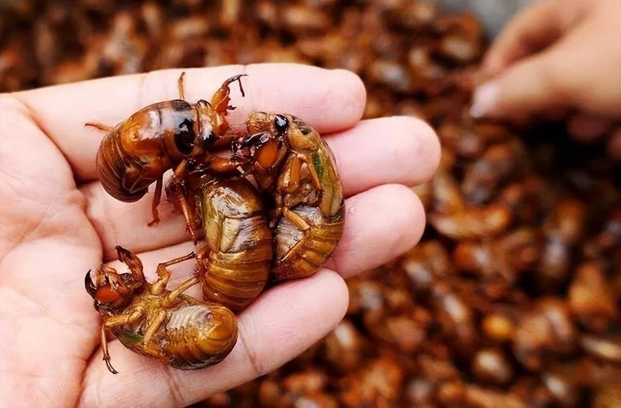 吃"知了猴"有什么危害?