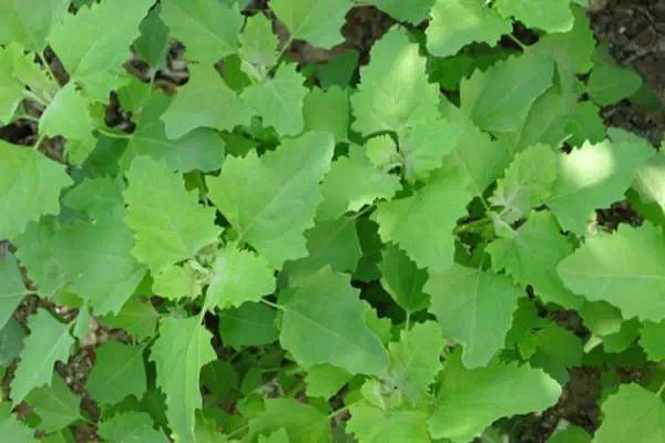 春天到了,50种野菜图鉴,一挖一麻袋,可收藏备用_功效_吃法_食用