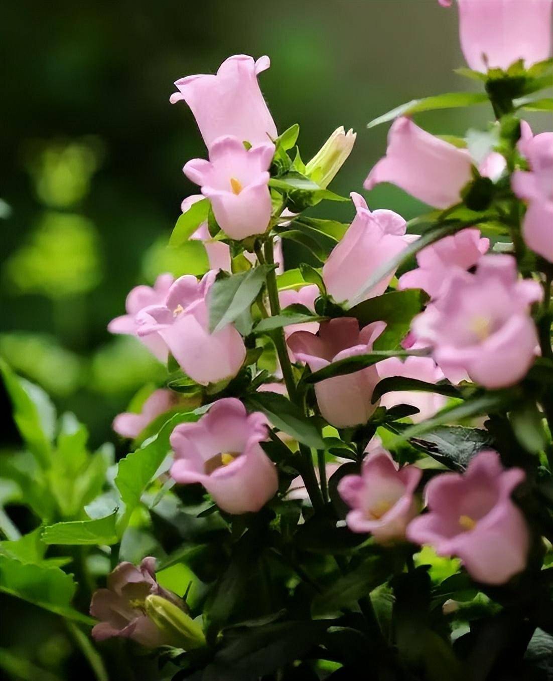 风铃草花,春的铃铛