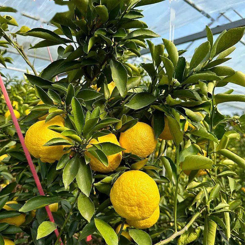 象山青又名绿美人,黄金柚,春香柚,春香橘柚,属于桔柚类杂柑,是象山