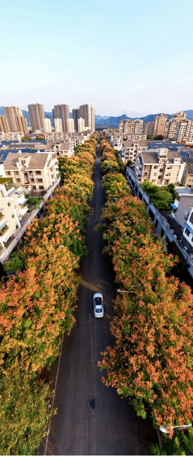 一树一风景丽水行道树城市里浪漫的美丽