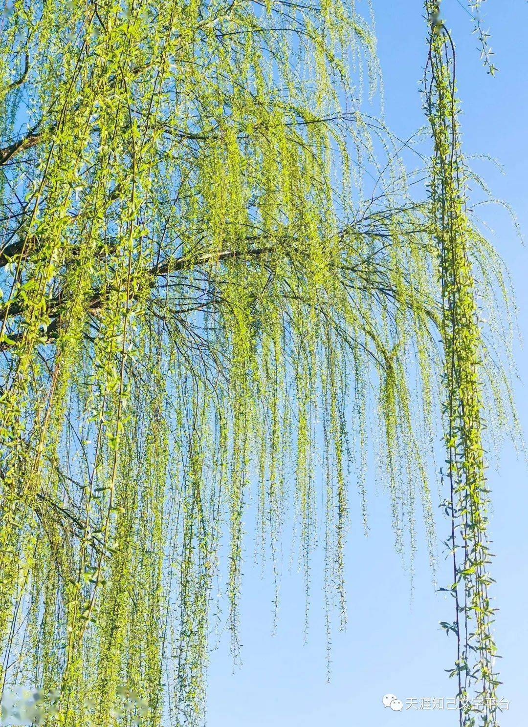 春风裁出柳叶尖,暖阳助力青丝悬.