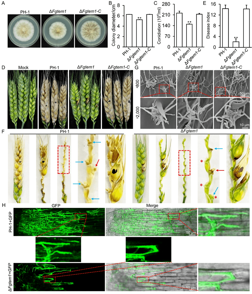 本研究首先在禾穀鐮刀菌中鑑定到一個保守的小gtp酶tem1同源蛋白.