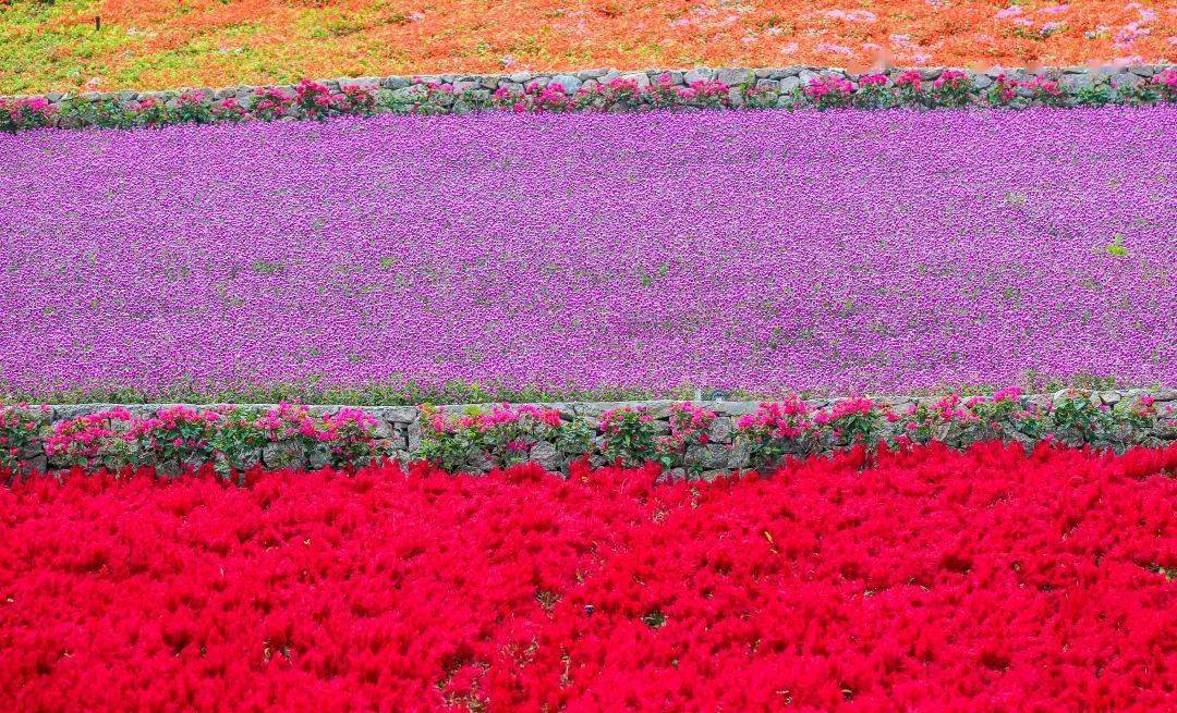 "花"点时间,去感受三亚的春吧_spring_地址_玫瑰