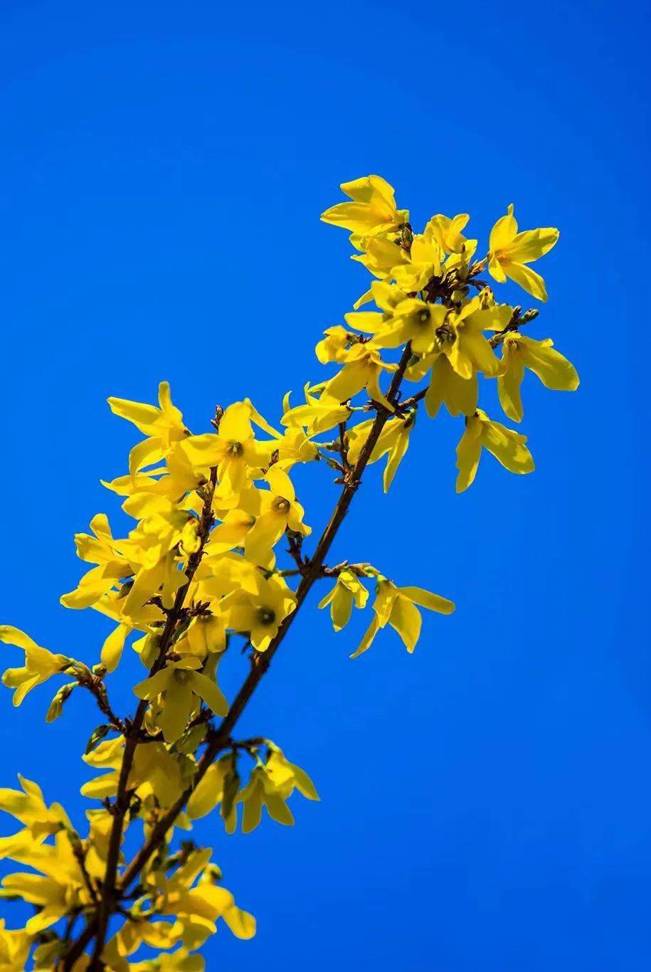 中原_畅游_连翘