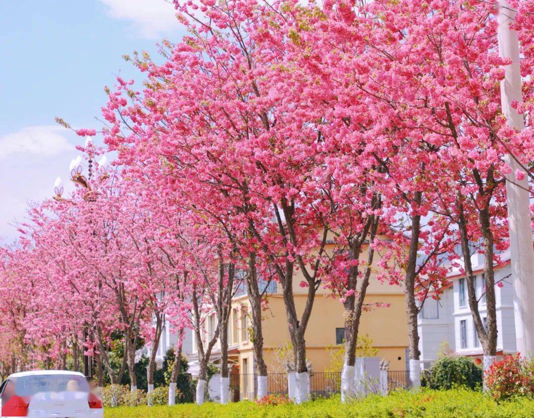 庆云西路:粉色樱花美成童话世界蜿蜒的小路,两旁种满粉色的花树,这是