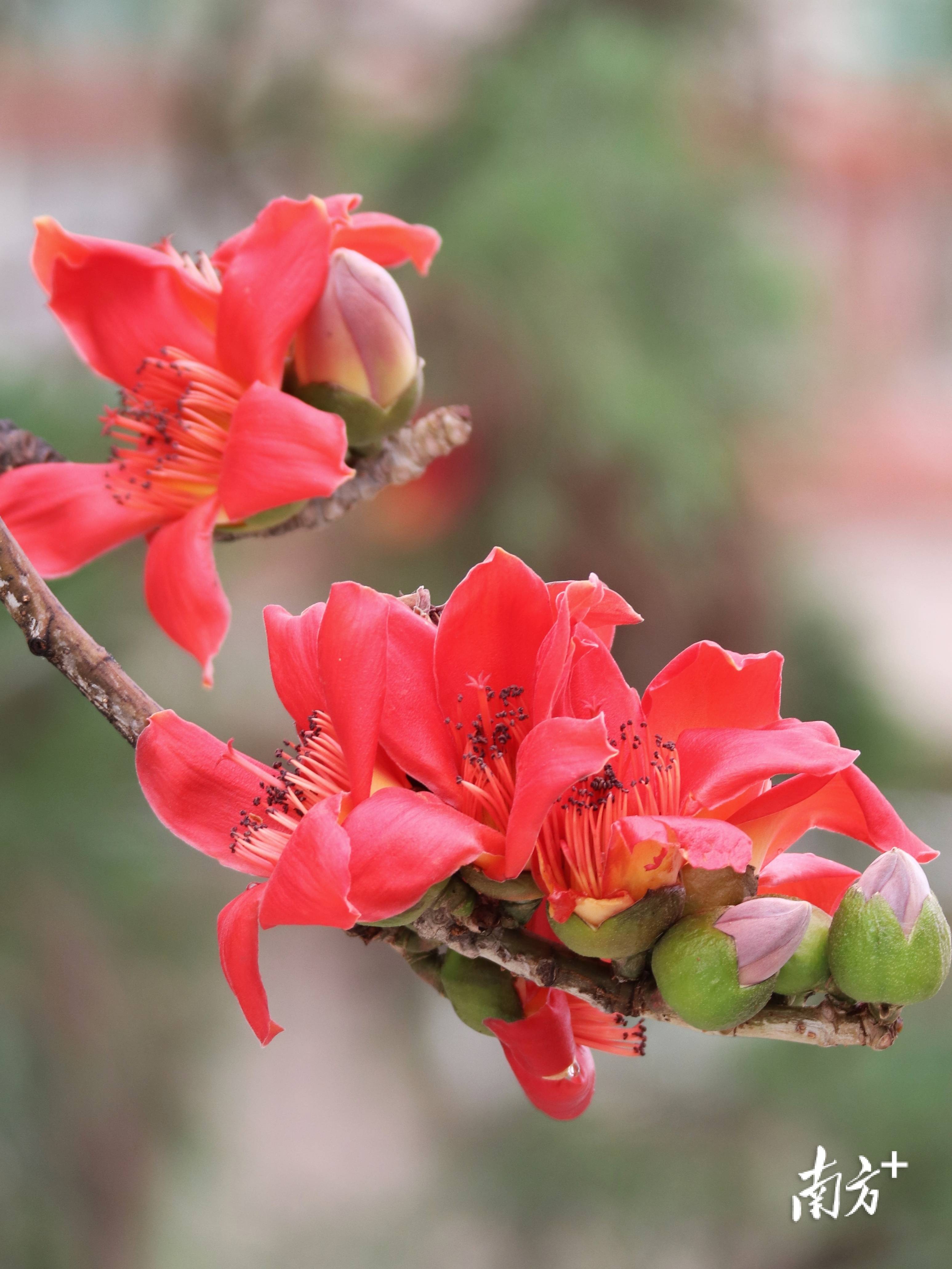 木棉花被誉为"英雄花",向来被视作英雄的象征.