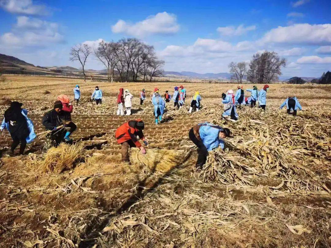 读图丨吉林省磐石市机关干部到田间地头参与秸秆打捆离田工作_农作物