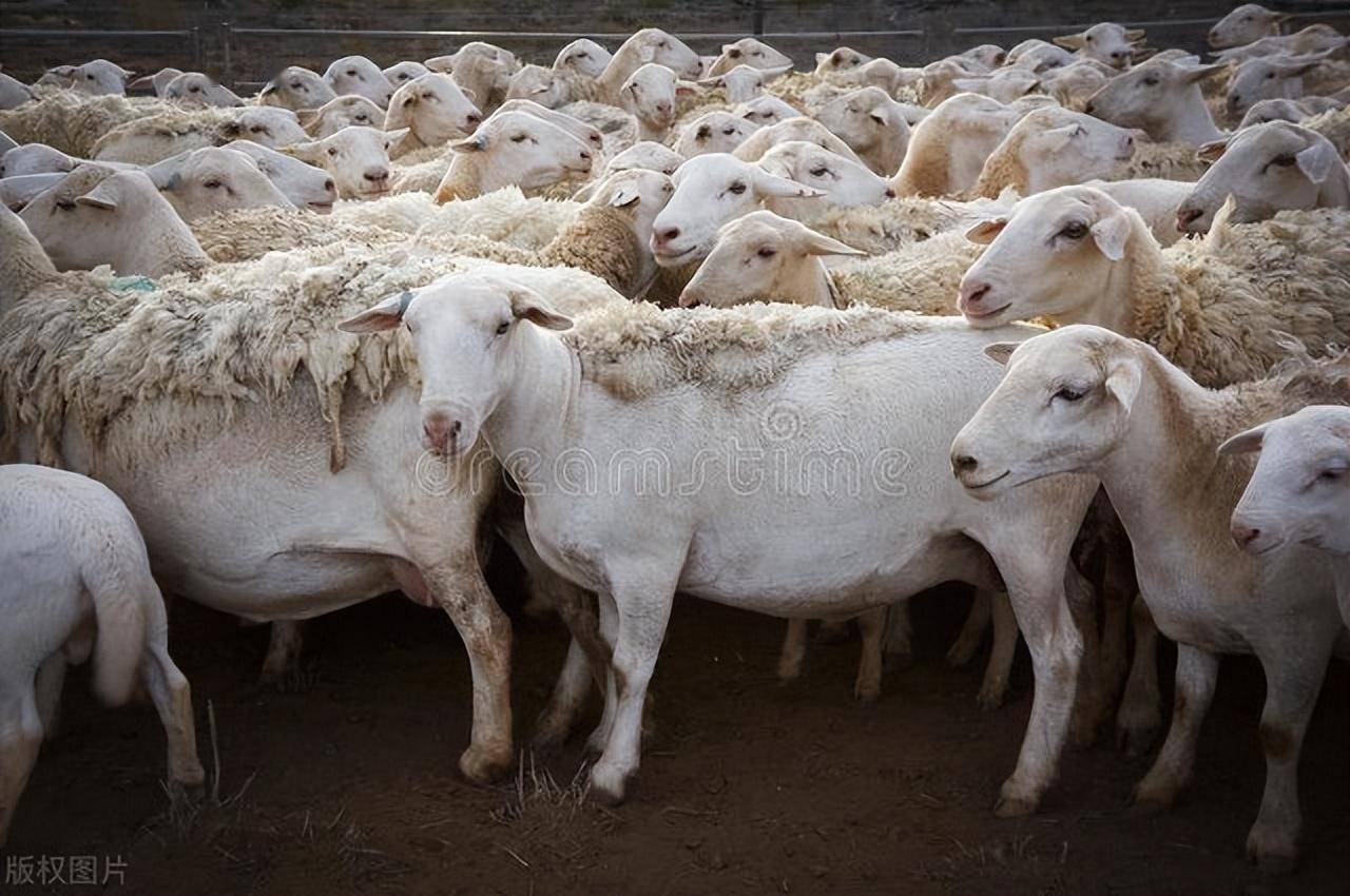 我国引进的肉用种羊品种主要有边区莱斯特羊,特克塞尔羊,林肯羊夏洛菜