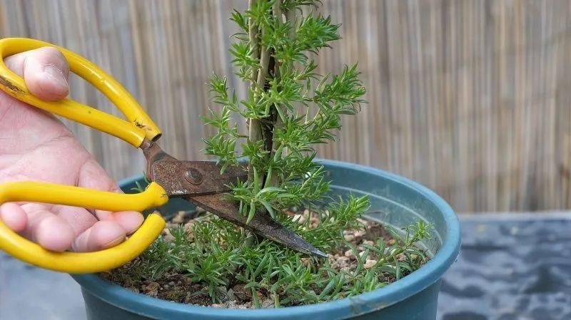 把太阳花养成老桩,只要"3步",从普通变惊艳,花开满枝太美了_水果_修剪