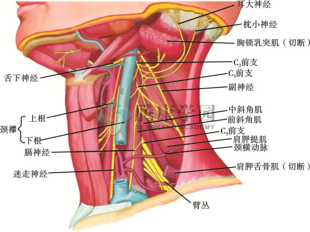 伏案工作者的常见病症 颈源性头痛