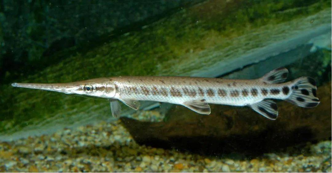 图10.1鳄雀鳝(atractosteus spatula)10.雀鳝.