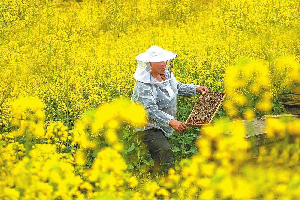 牵牛花是什么颜色的（牵牛花图片大全大图 花朵） 第2张