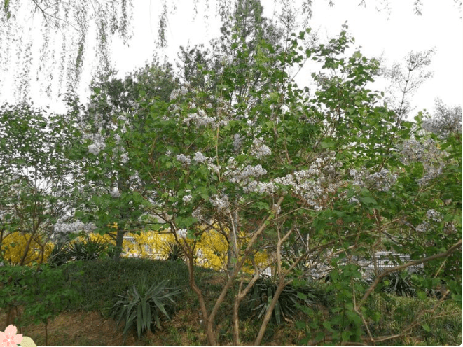 春风十里，赏花走起！大兴区赏花地图已上线