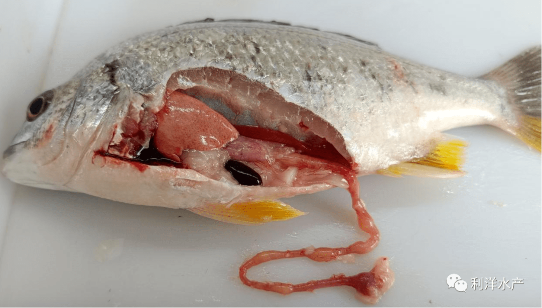 肛门红肿,腹部出血发红;解剖可见花肝;脾脏肿大发黑;成鱼多见肾脏肿大