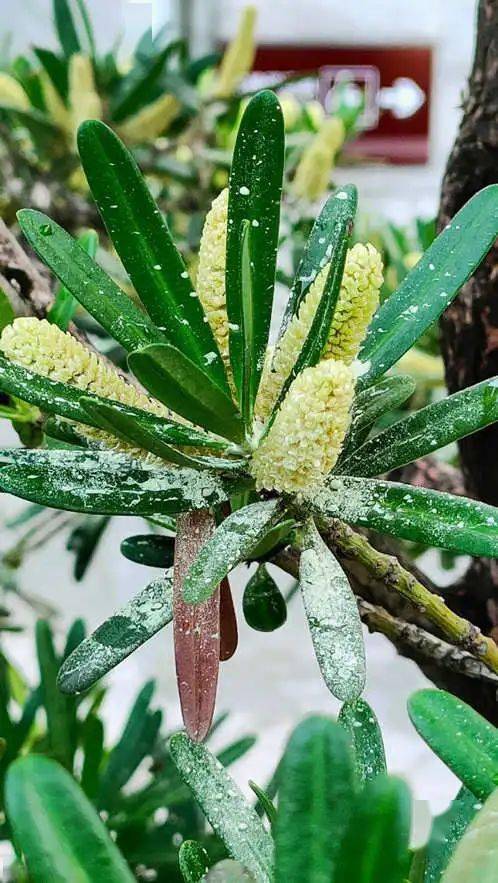 碧绿的玛瑙:罗汉松 || 李健鸿_植物_陵园_时间