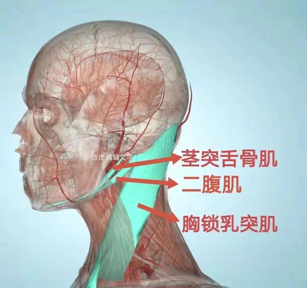 甲状舌骨肌位置图片