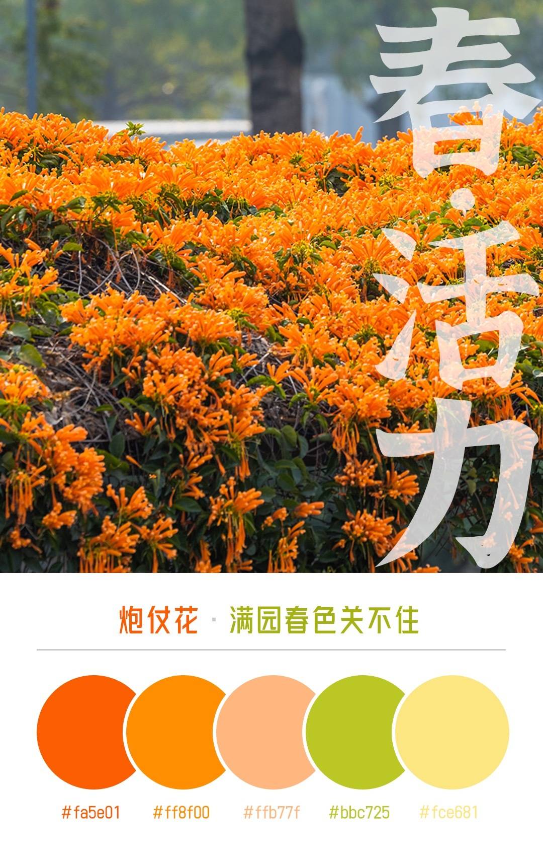 小家碧玉花（小家碧玉花图片开花的） 第34张