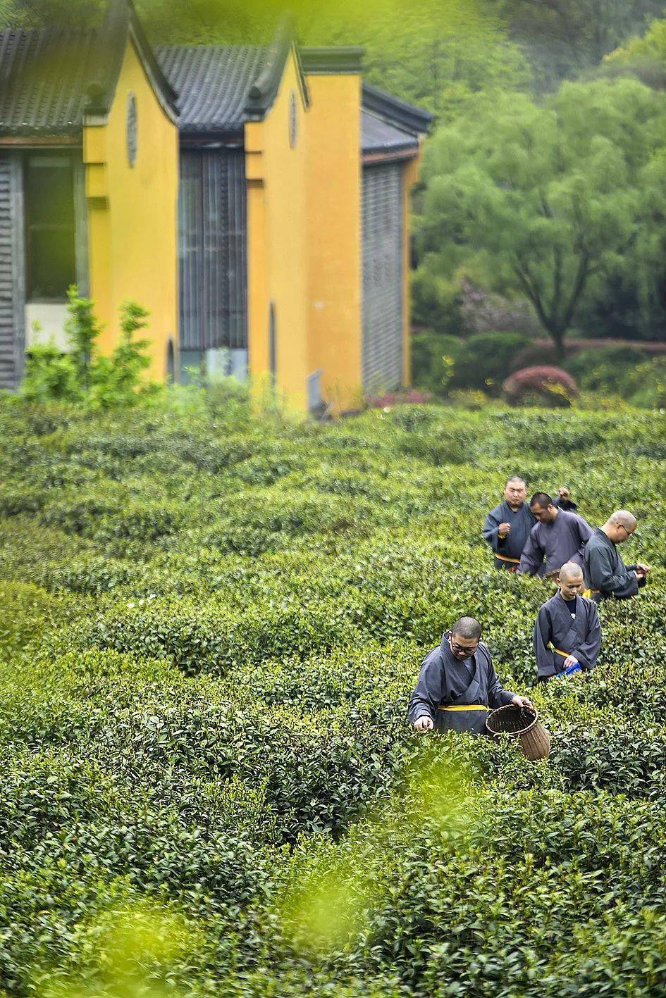 中国哪间寺庙的禅茶最好(líng)喝(yàn)?_天心_柏林禅寺_视觉