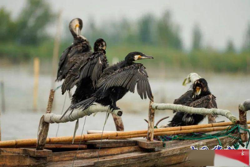 鱼鹰捕鱼是白洋淀人的记忆,过去掌握这项技艺的白洋淀人以此为生.