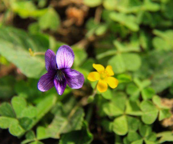 花語:誠實紫花地丁,別名野堇菜,光瓣堇菜等.味苦,辛,寒.歸心,肺經.