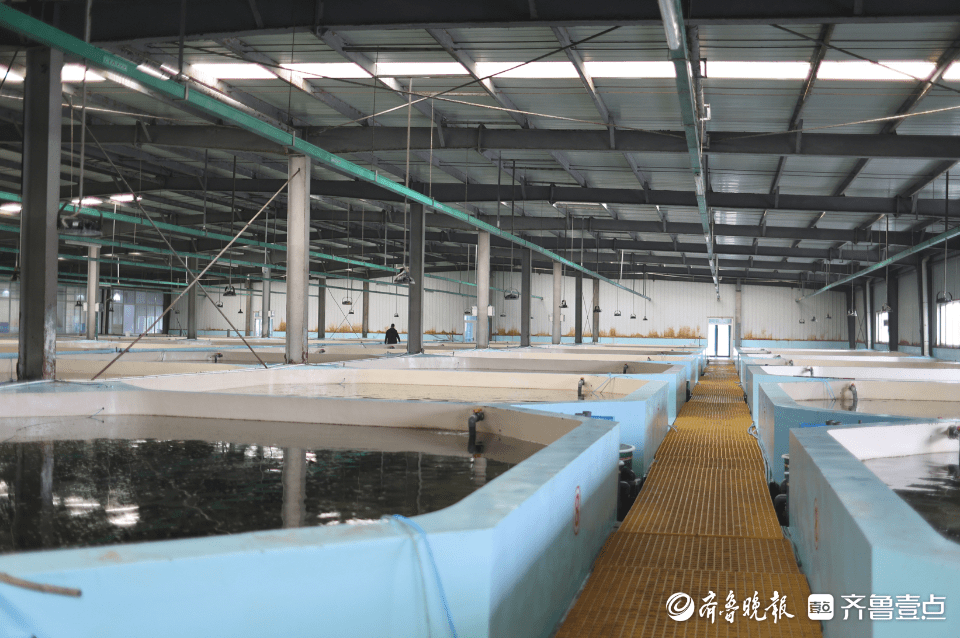 养殖牙鲆的简单介绍 养殖牙鲆的简单

先容
（牙鲆养殖技术） 养殖