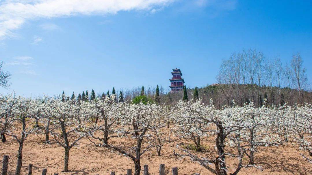 3月29日上午内容:参加活动领导宣布第十四届山阳梨花节开幕