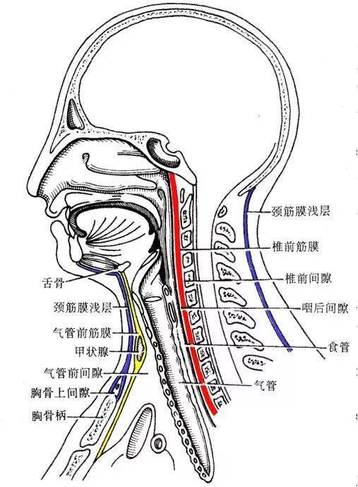 頸部解剖知識_神經_氣管_動脈