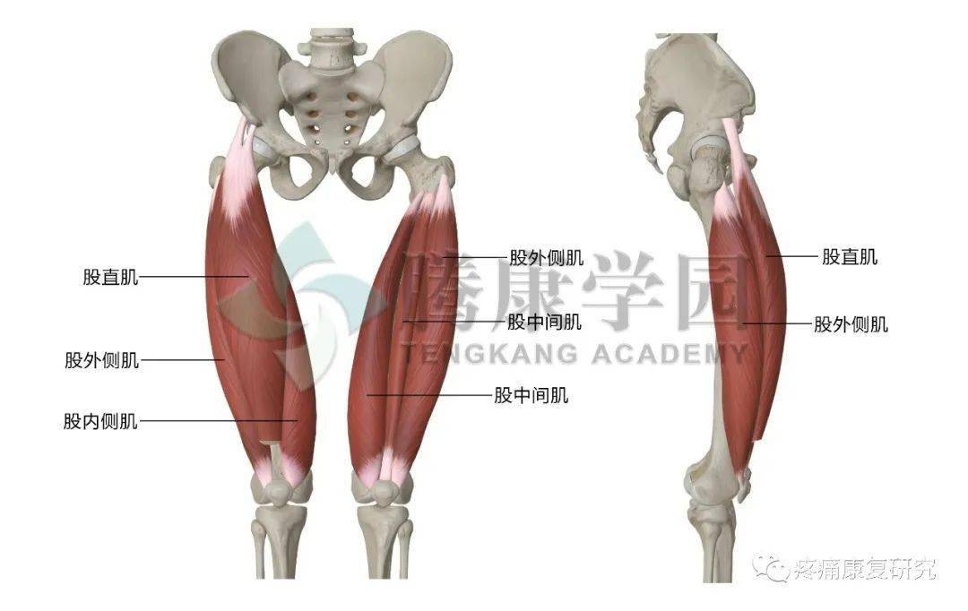 大腿外側和髖部疼痛 9 塊肌肉_扳機_臀部_功能