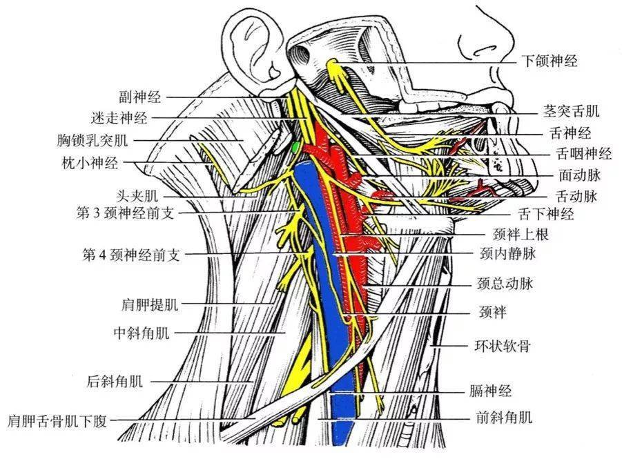 正常头颈部血管解剖图图片