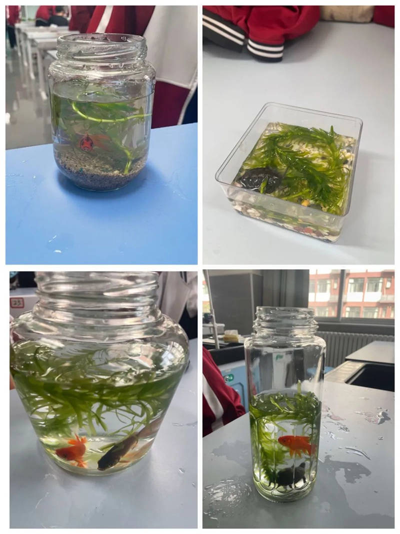 植物生态瓶的制作过程图片